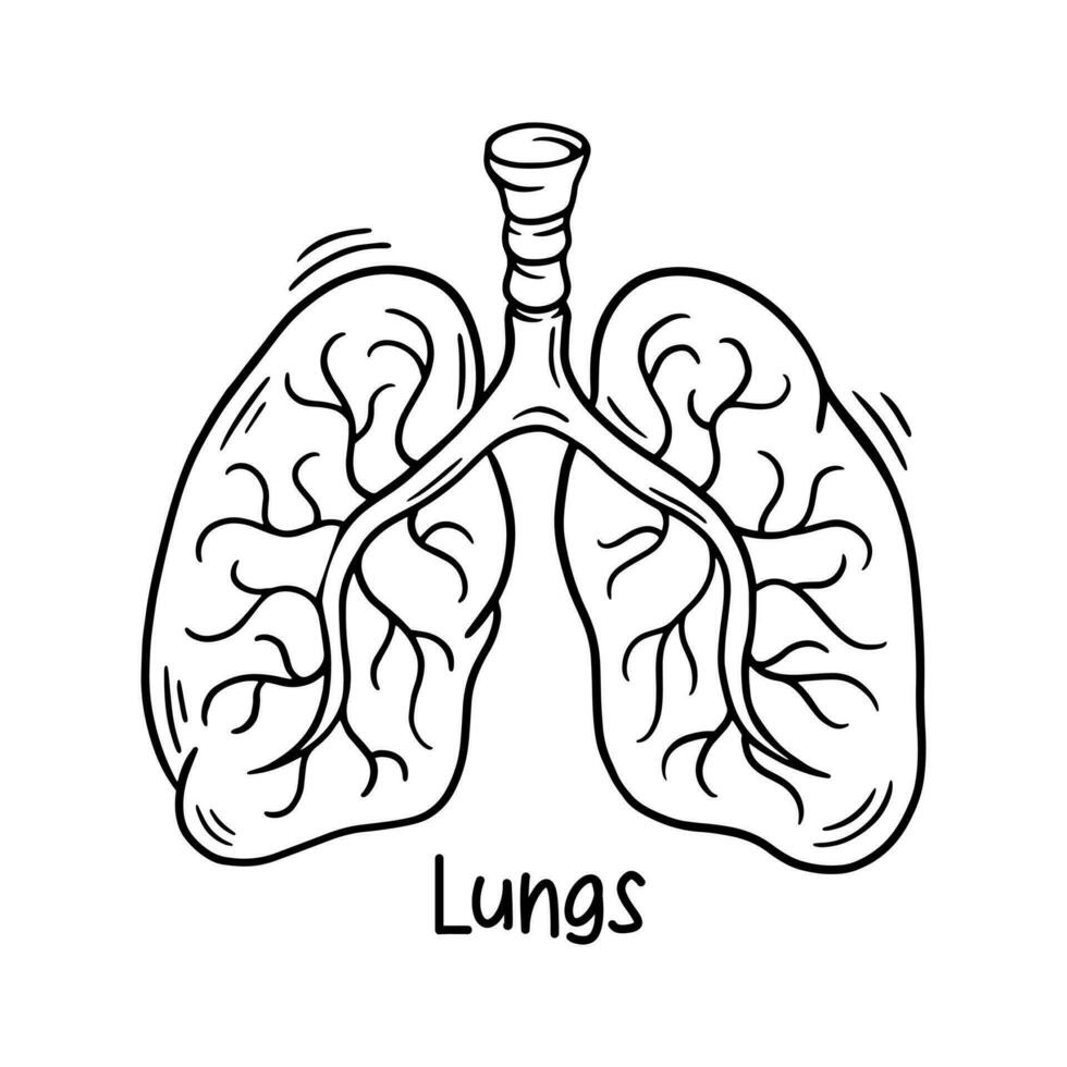 Lungs Doodle Sketch Hand Drawn Style Illustration vector