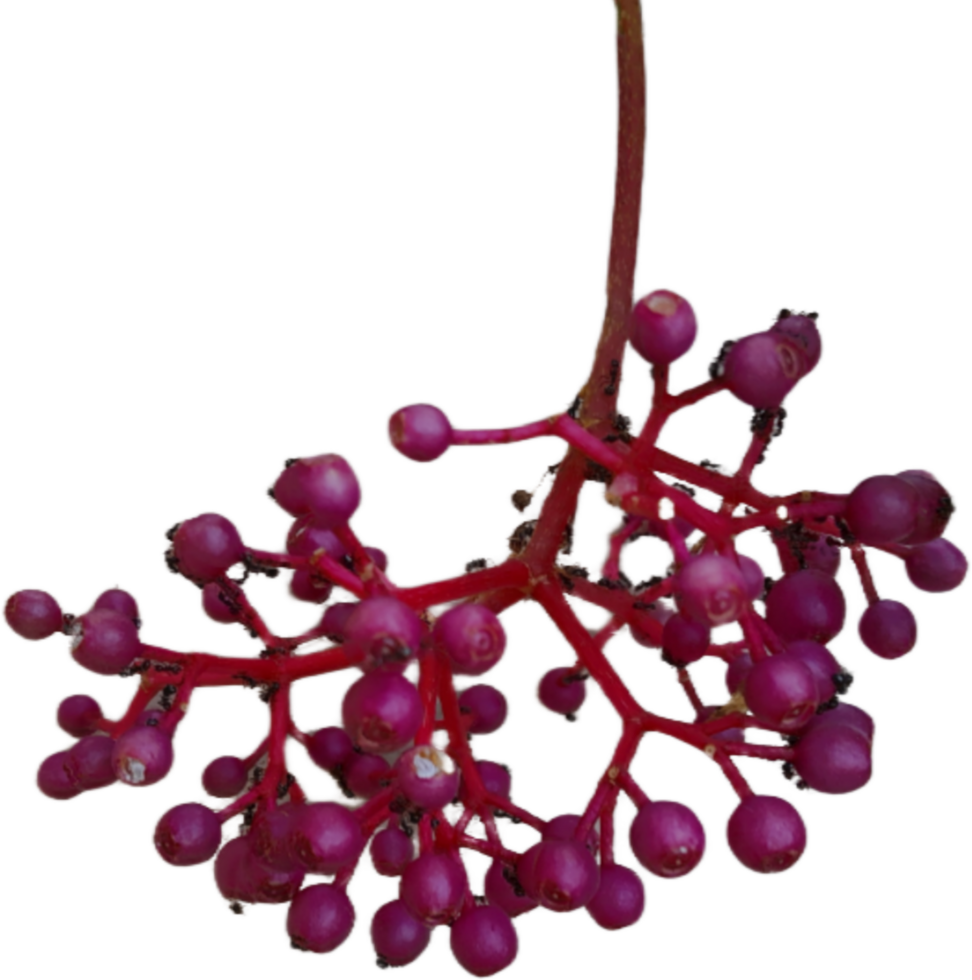 Flower isolated on transparent background png