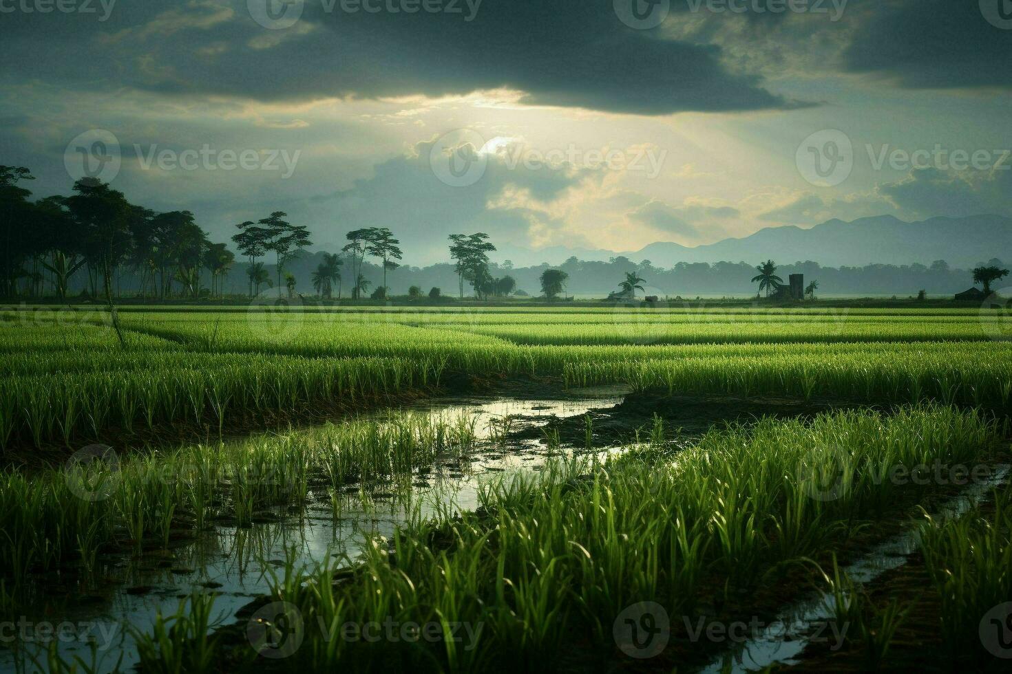 Photo of a rice fields.Generative AI