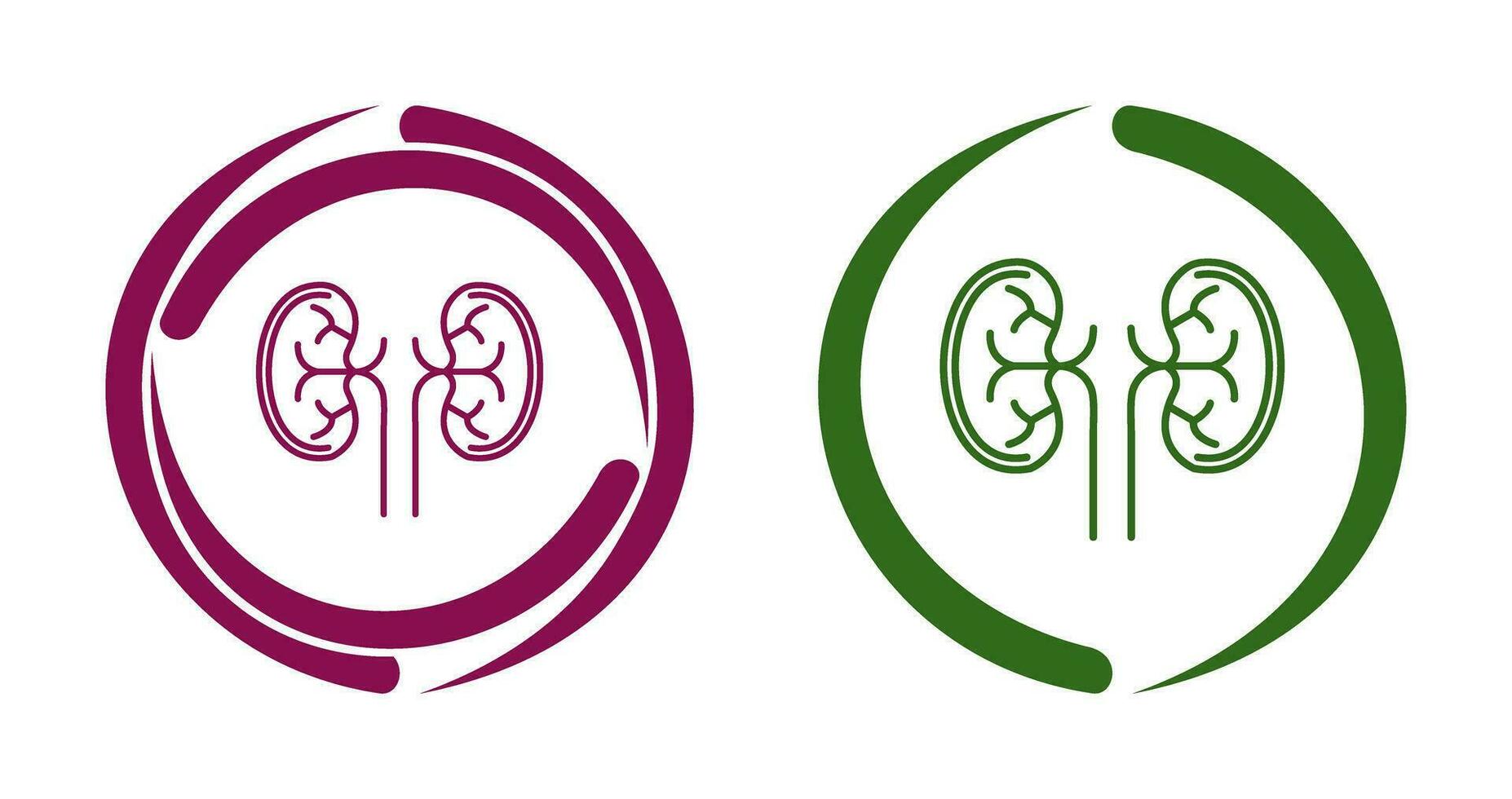 Kidney Vector Icon