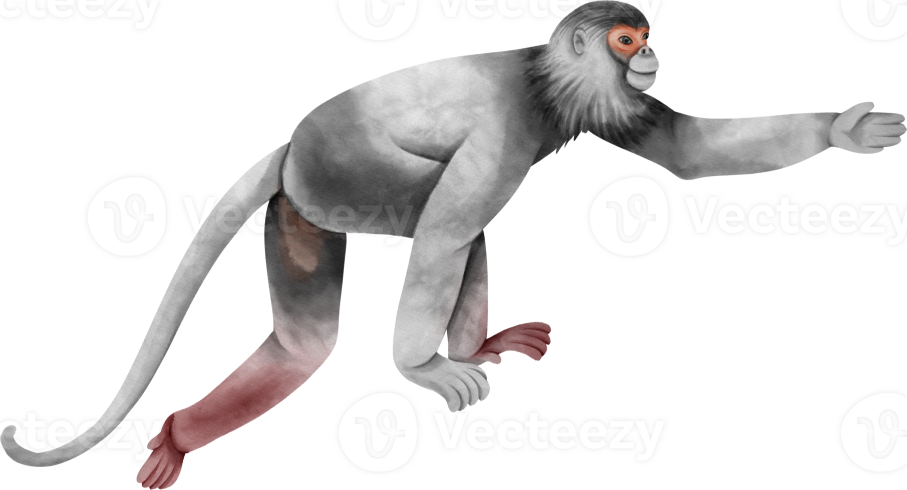Watercolor Climbing Monkey. Douc langur png