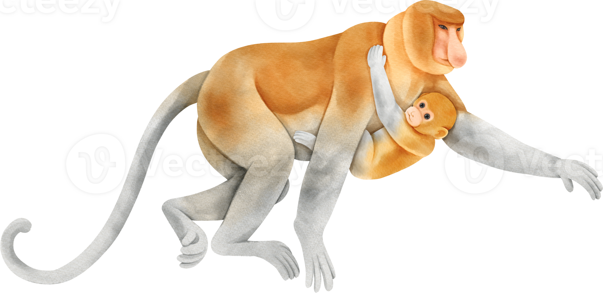 Watercolor Monkey. Proboscis png