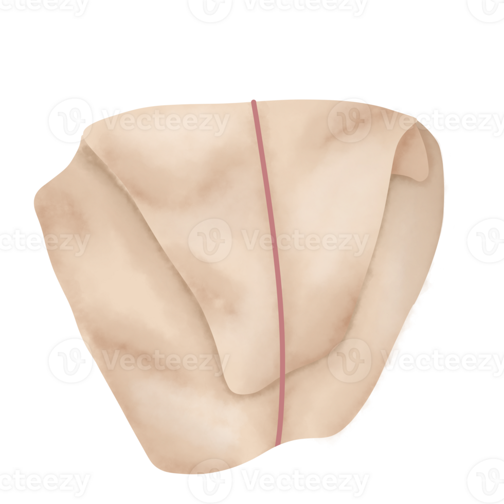 Rice Wrap Illustration png