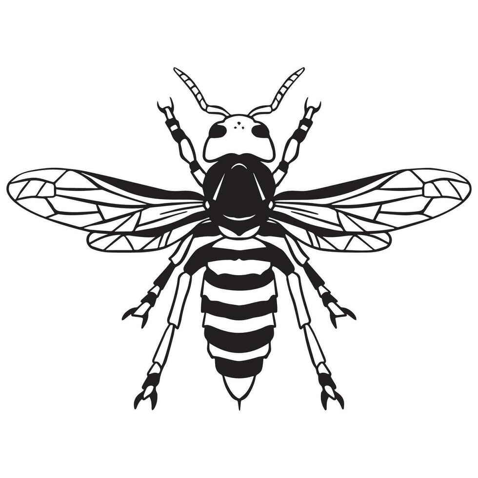 Outline art Killer Bee vector