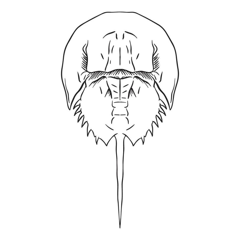 horseshoe crab Outline art vector
