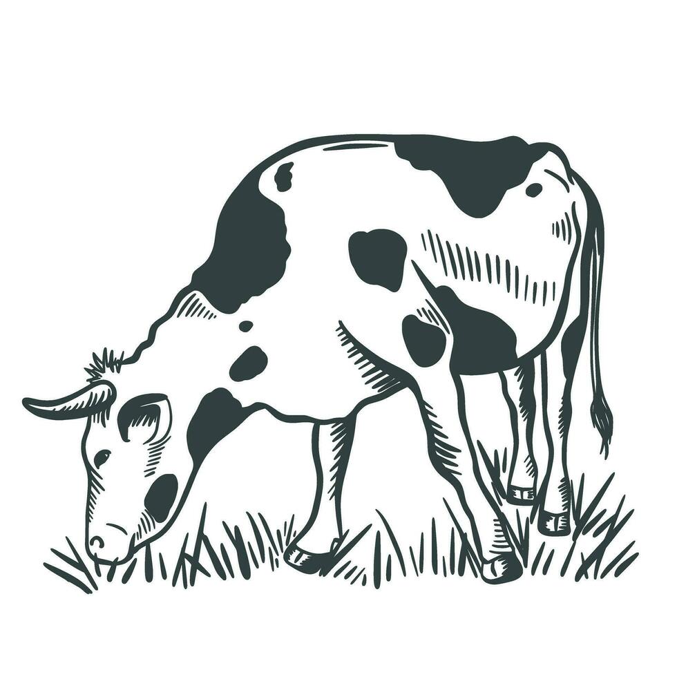 Cow grazing in a meadow ink sketch vector