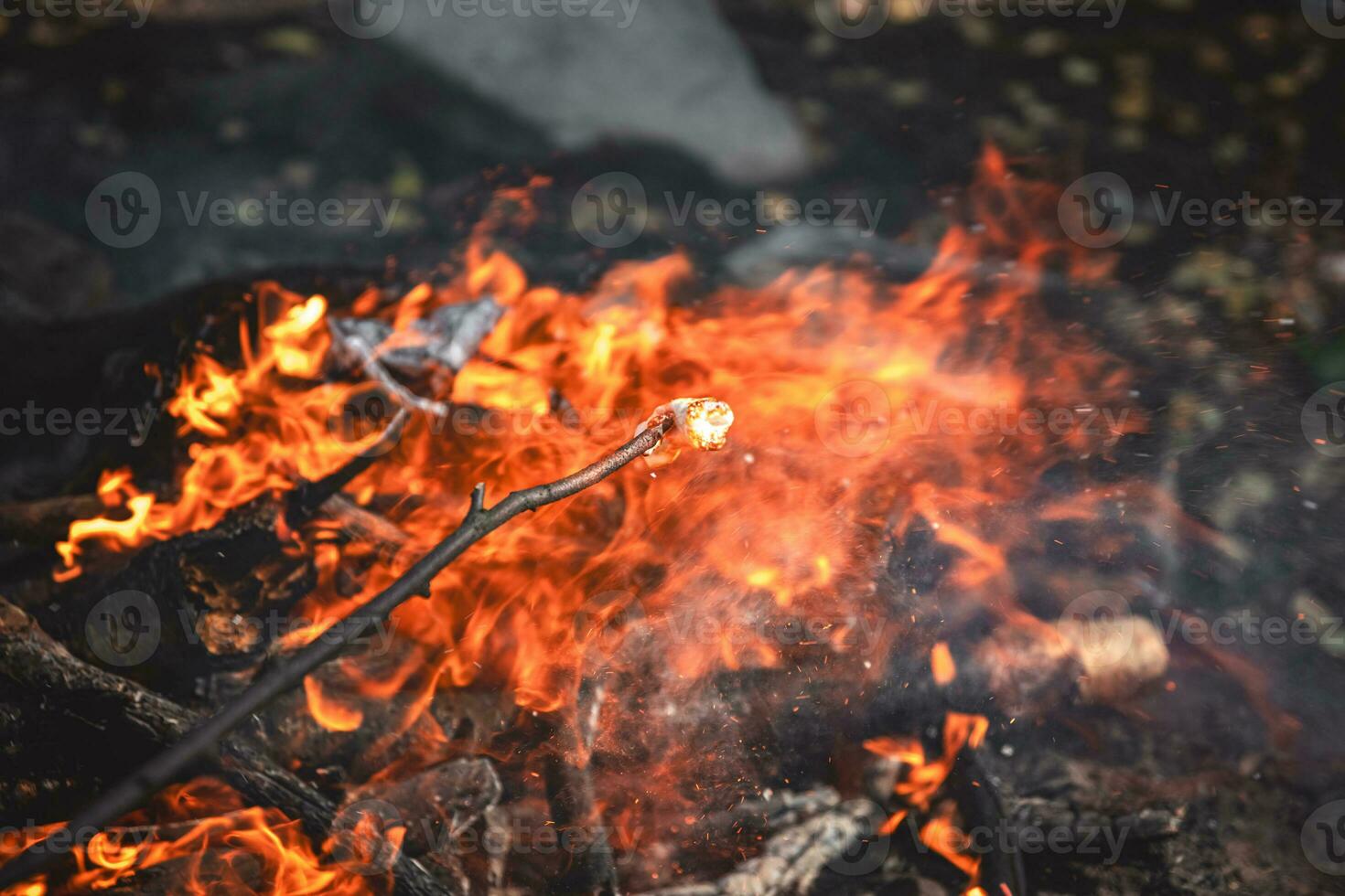 Marshmallows on a stick are held over a fire photo