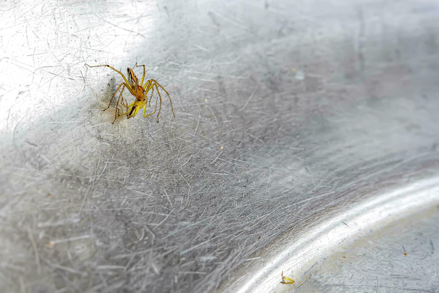 un pequeño araña ese vive en el césped en el metal suelo. foto