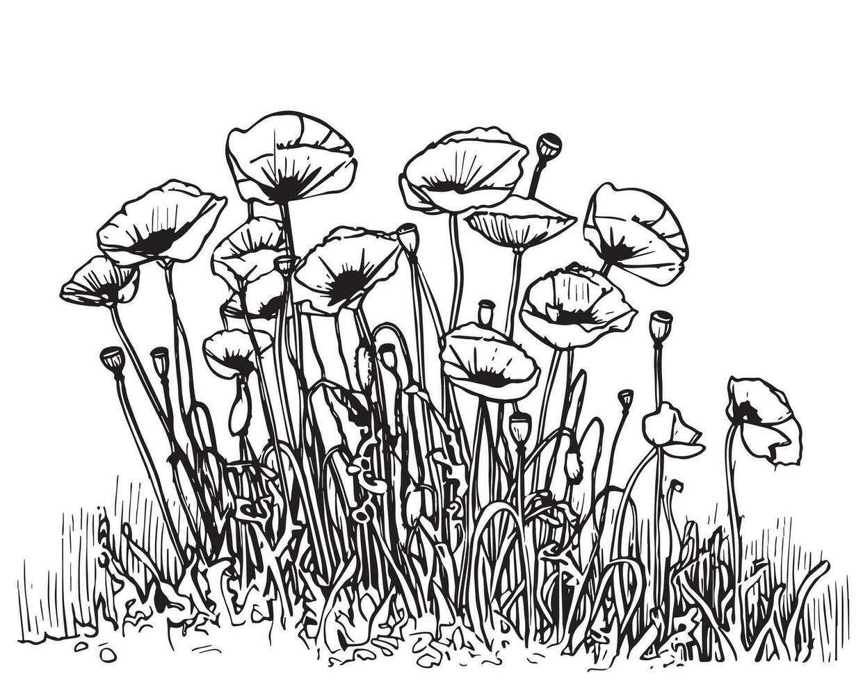 Part of poppy field sketch hand drawn in doodle style Vector illustration