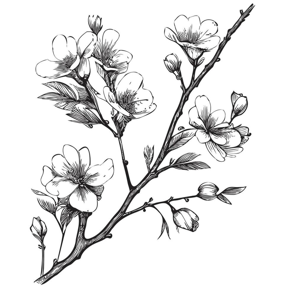 Sakura branch sketch hand drawn in doodle style Vector illustration