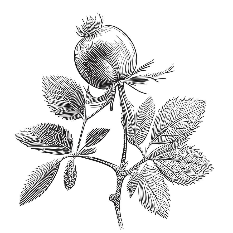 Rosehip sketch hand drawn Vector illustration in doodle style