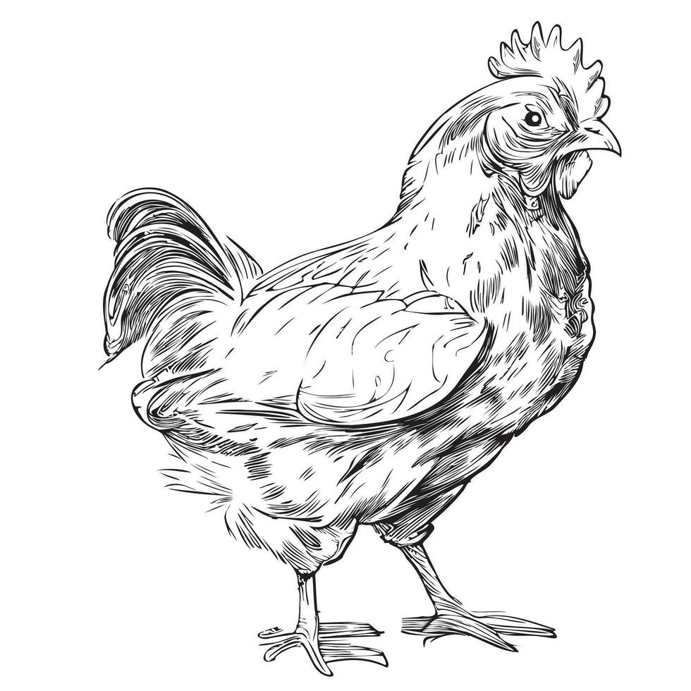 gallina en pie mano dibujado bosquejo vector ilustración