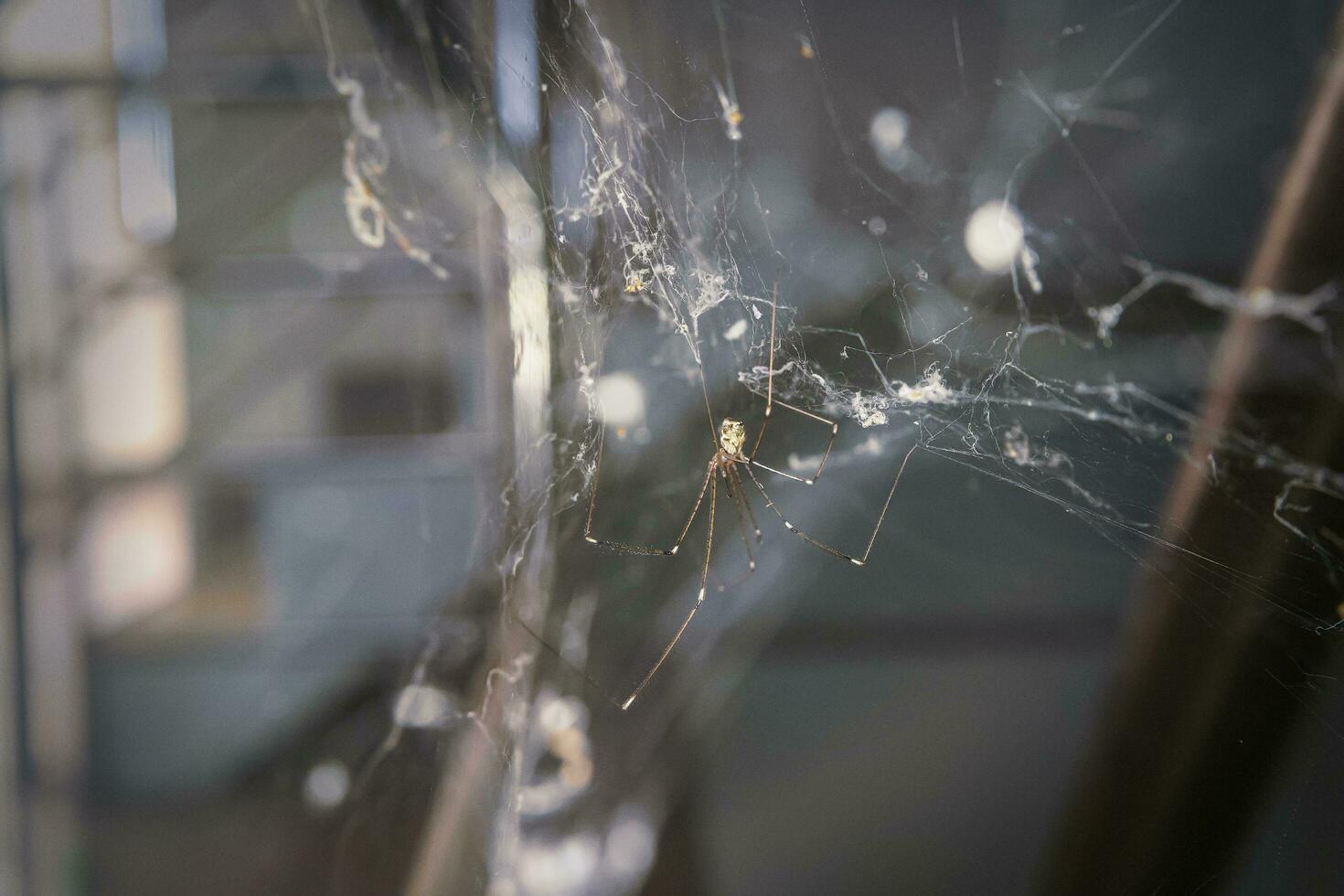 The spider on the web. photo
