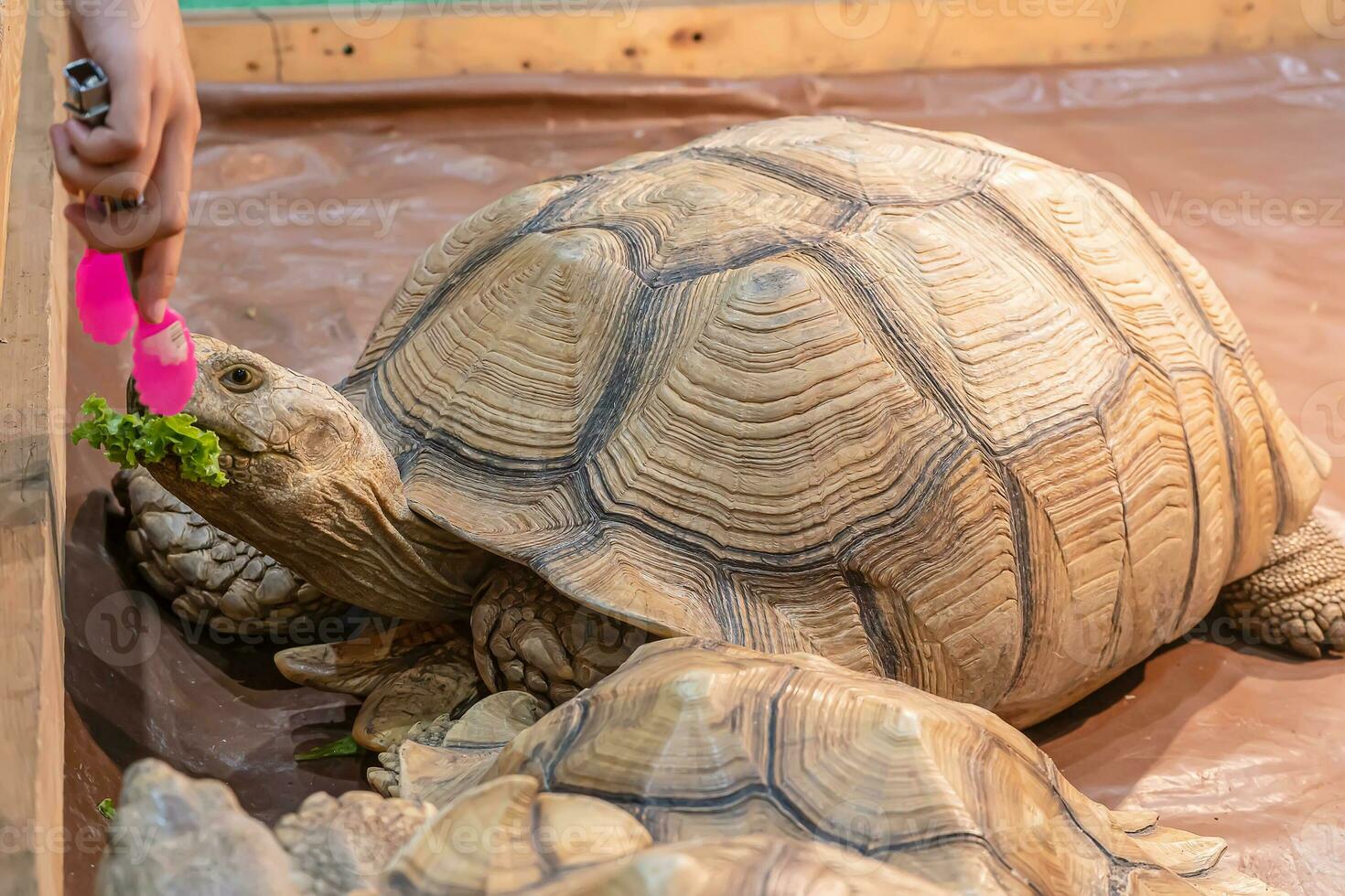 Sulcata tortoise eating vegetables on the wooden floor. It's a popular pet in Thailand. photo