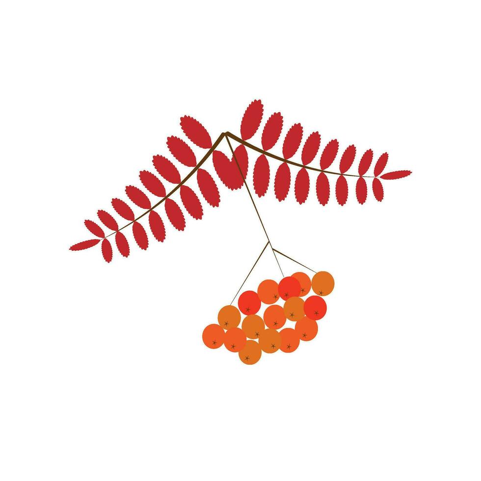 Rowan tree branch with leaves and berries. Vector illustration isolated on white background.
