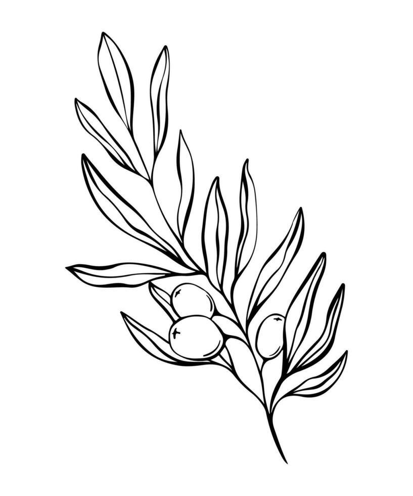 Botanical line illustration of olive leaves, branch for wedding invitation and cards, logo design, web, social media and posters template. Elegant minimal style floral vector isolated.