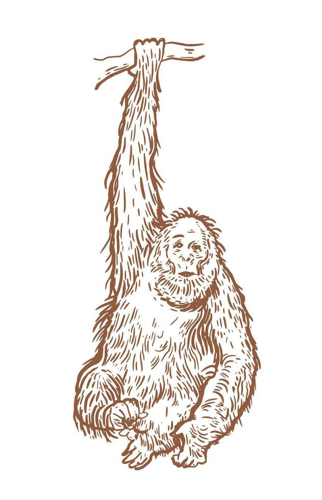 A monkey hangs on a branch. Vector illustration in the form of a sketch