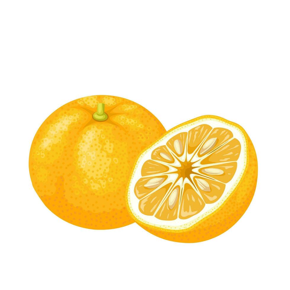 Vector illustration, whole and half yuzu fruit, isolated on white background.