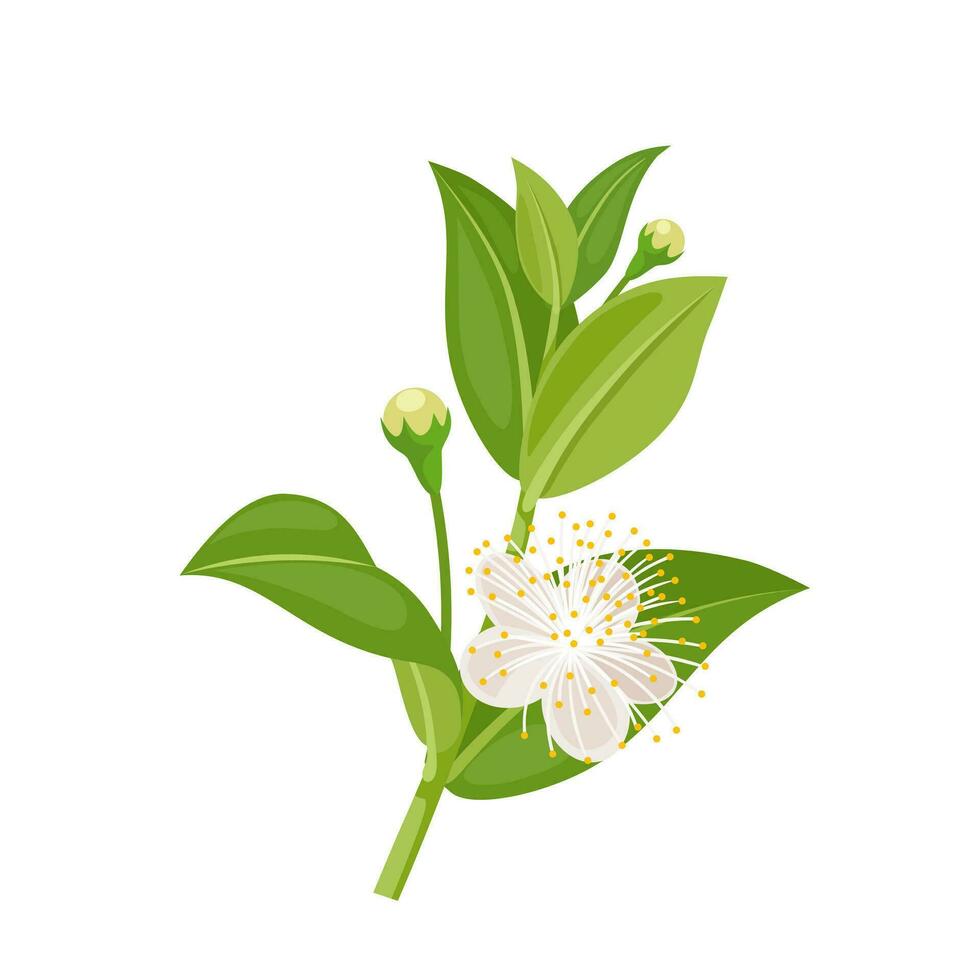 Vector illustration, myrtus or better known as myrtle, isolated on white background.