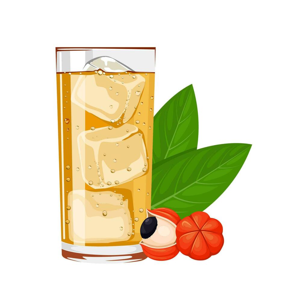 Vector illustration, glass of guarana soda, with guarana berries, and green leaves, isolated on white background.