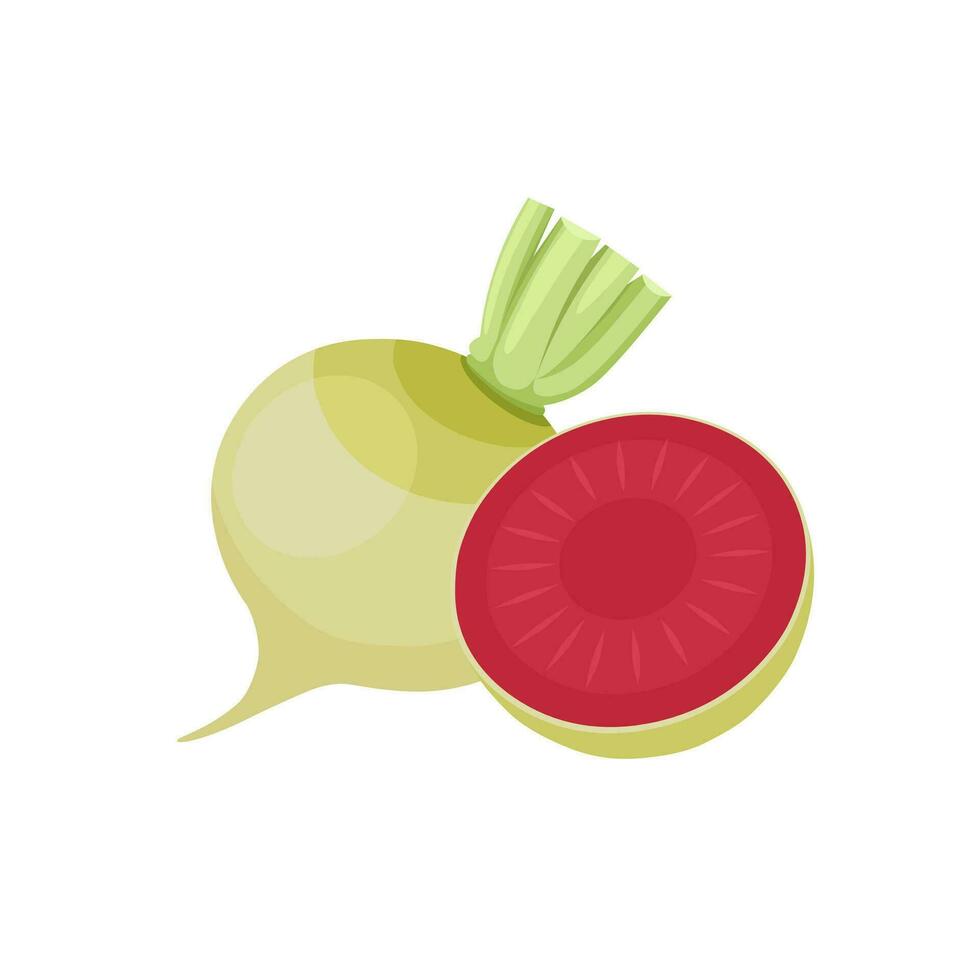 Vector illustration, whole and half watermelon radish, isolated on white background.