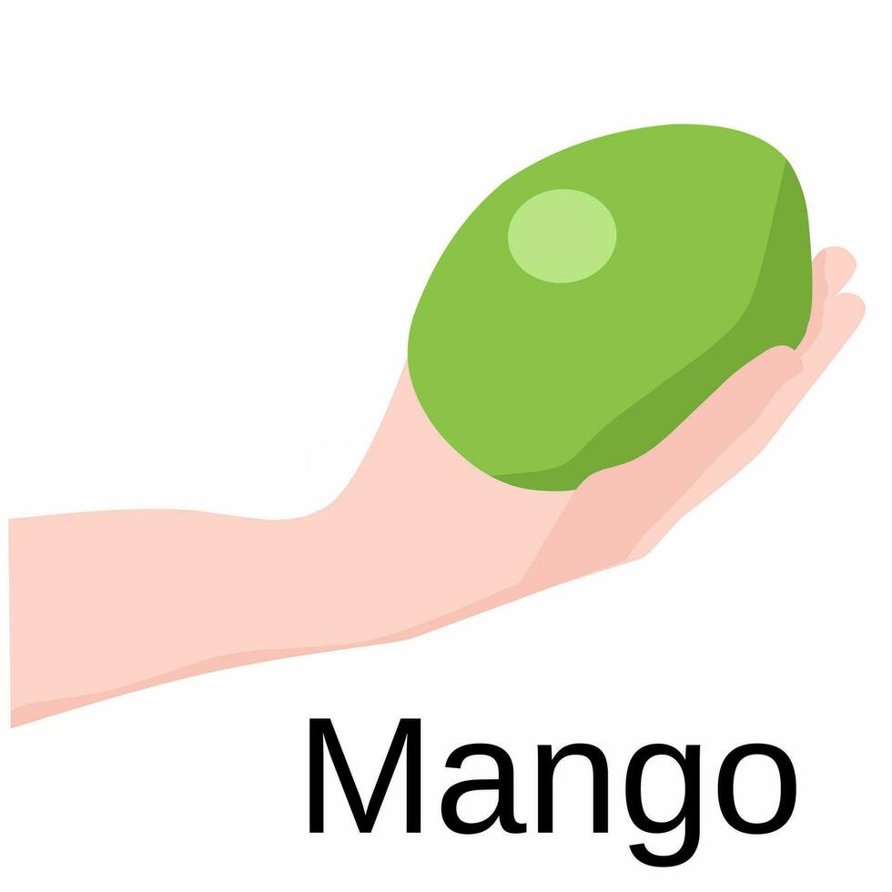 Vector illustration, mango fruit held in hand. With isolated white background.