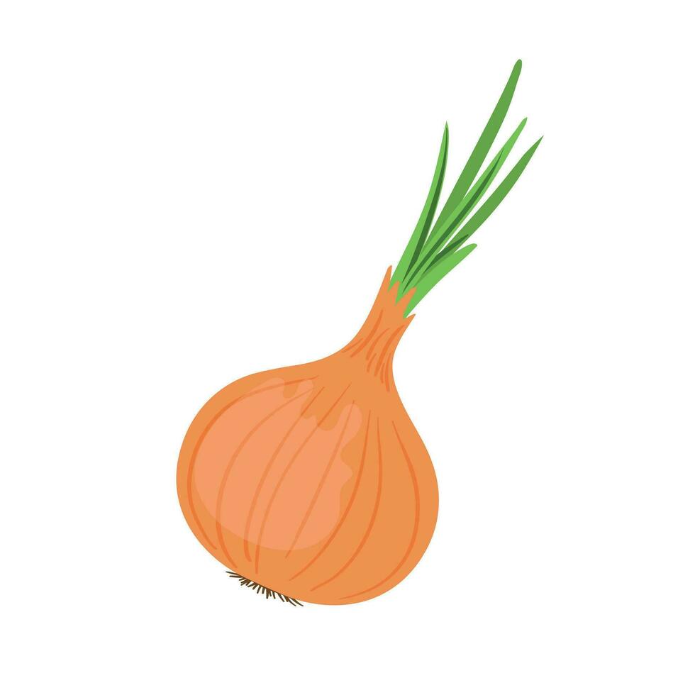 Onion isolated on white background. vector