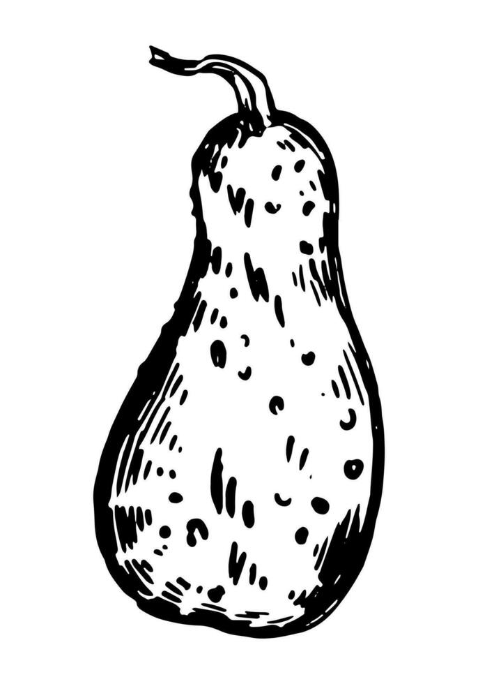 tinta bosquejo de vegetal médula calabaza. mano dibujado vector ilustración de otoño temporada cosecha. retro contorno clipart aislado en blanco.