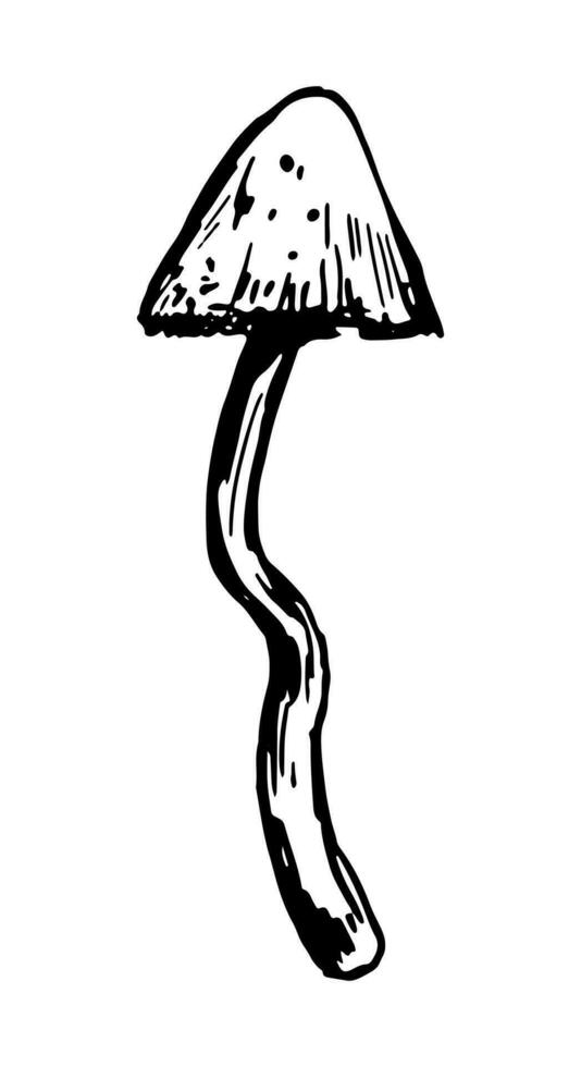 Poison mushroom. Abstract fungus in engraving style. Hand drawn vector sketch illustration. Halloween decor clipart isolated on white.