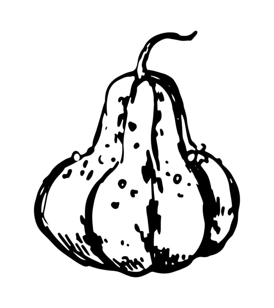 Ink sketch of pumpkin vegetable. Hand drawn vector illustration of autumn season harvest. Retro outline clipart isolated on white.