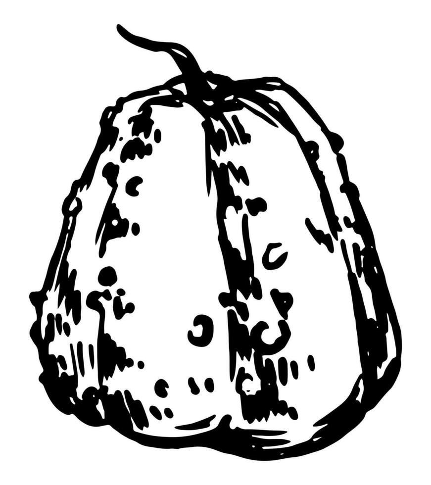 Ink sketch of pumpkin vegetable. Hand drawn vector illustration of autumn season harvest. Retro outline clipart isolated on white.