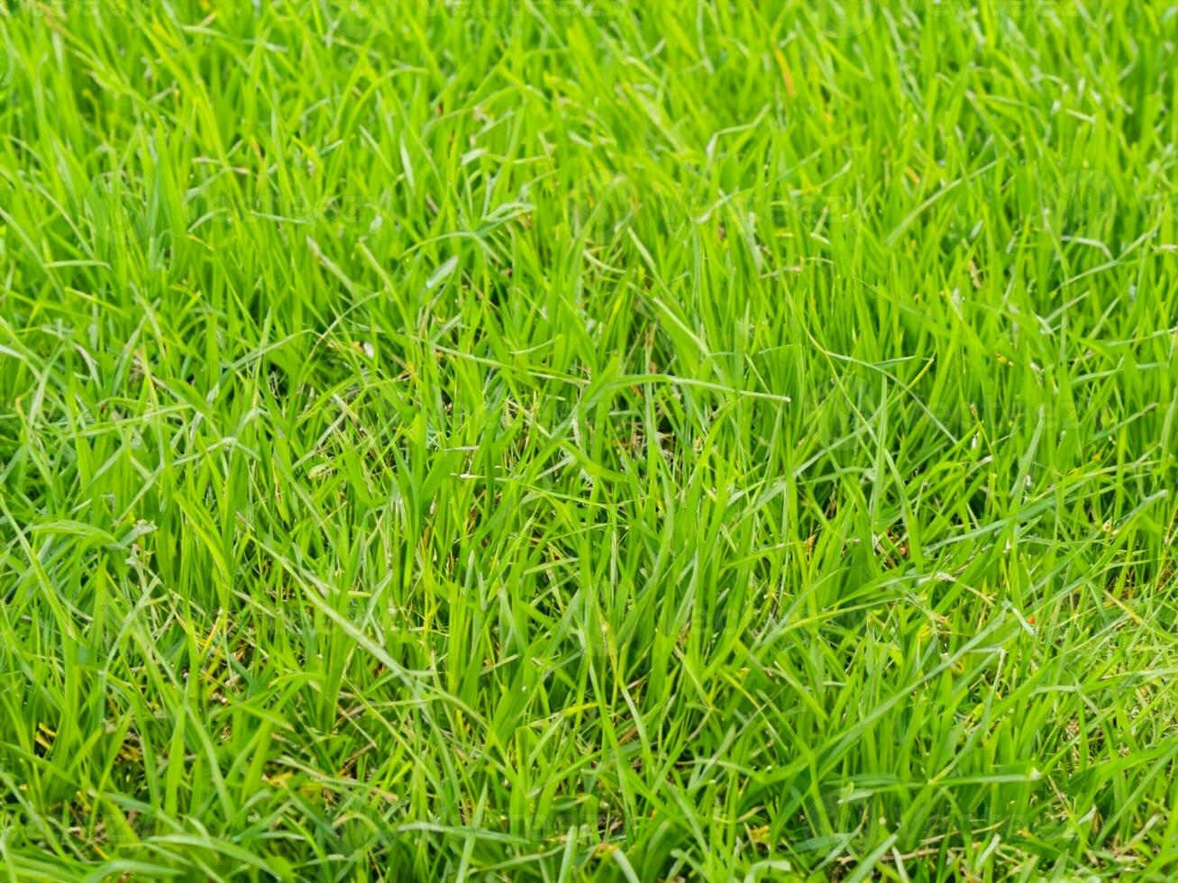 close up green grass lawn background. photo