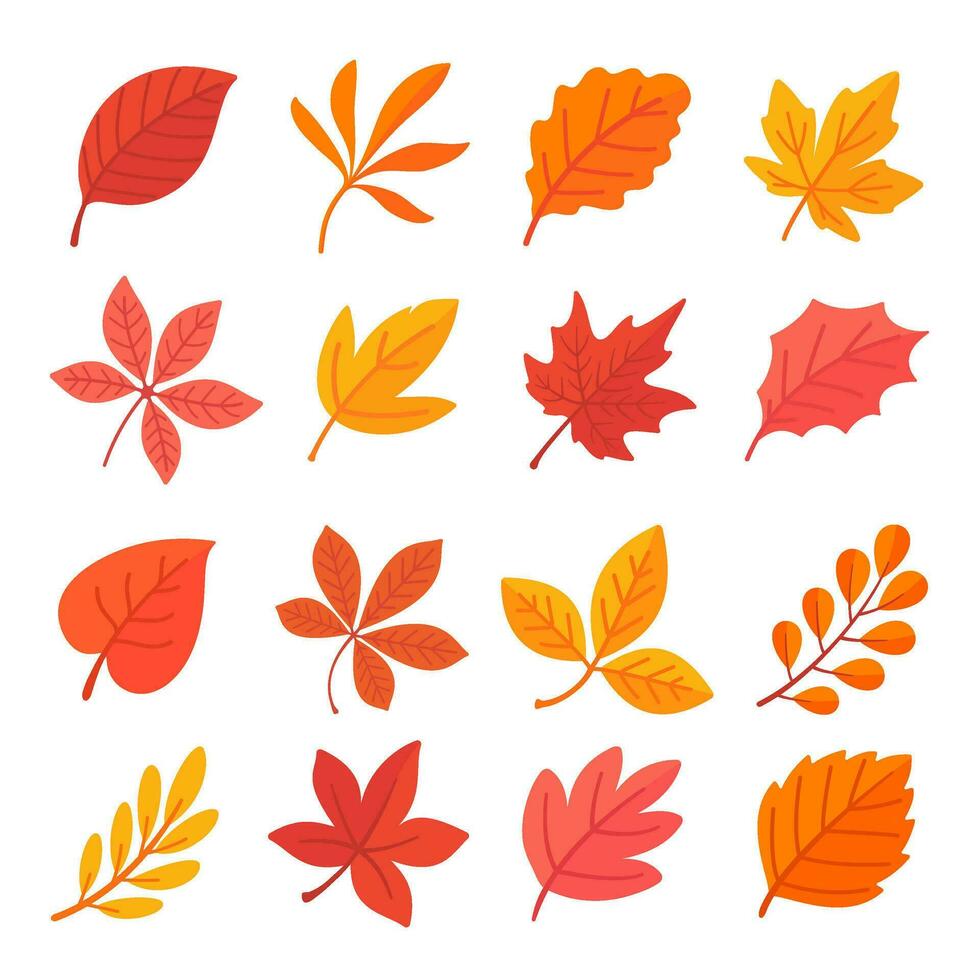 Autumn leaf collection Orange maple leaves in autumn simple design vector