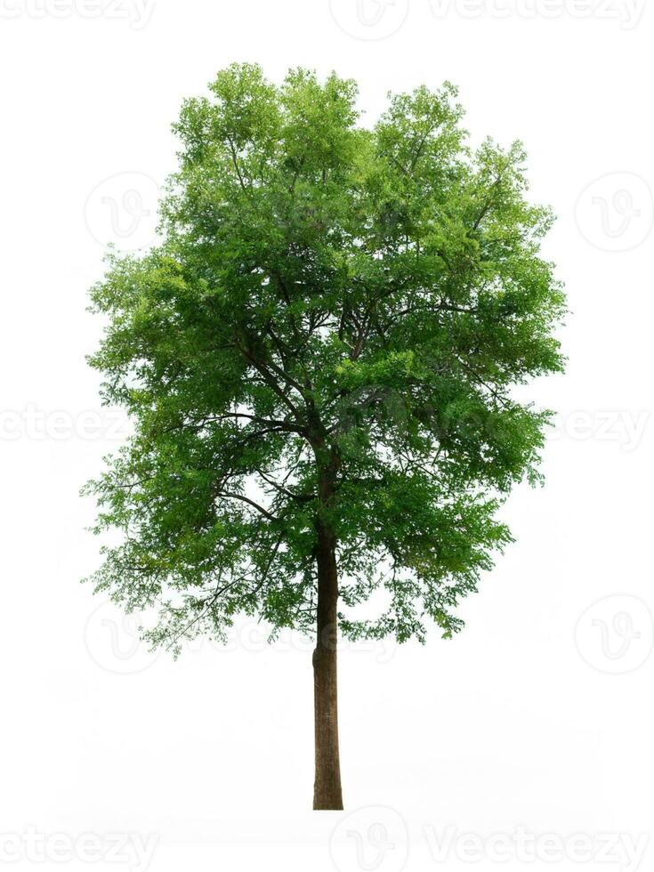 tree isolated on white background photo