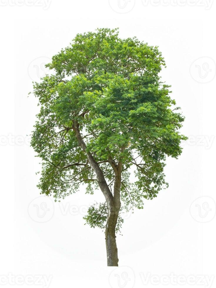 tree isolated on white background photo