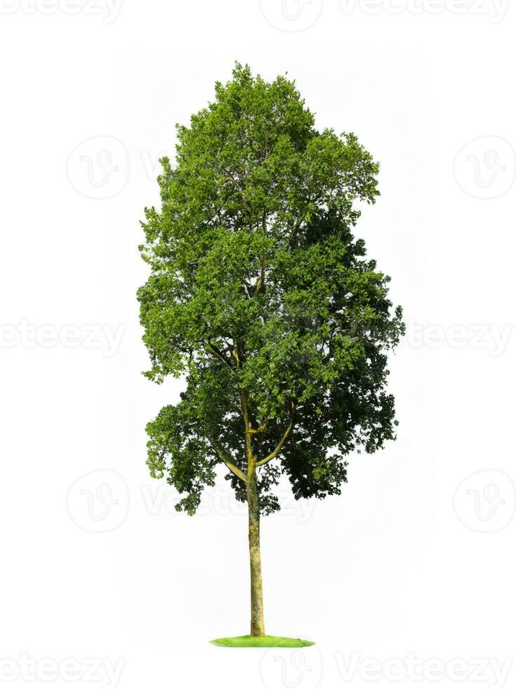 tree isolated on white background photo