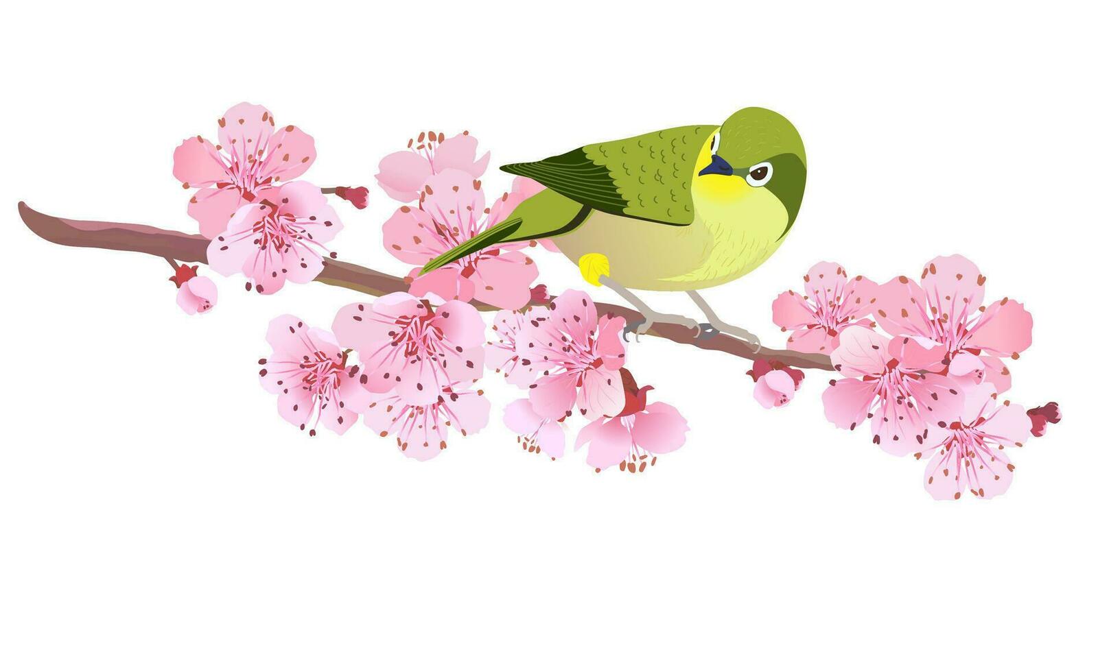 Japanese Nightingale on a branch of cherry blossoms. Hanami in Japan. Pink Sakura and Uguisu. Songbird symbol of spring and love isolated on a white background. Vector illustration.