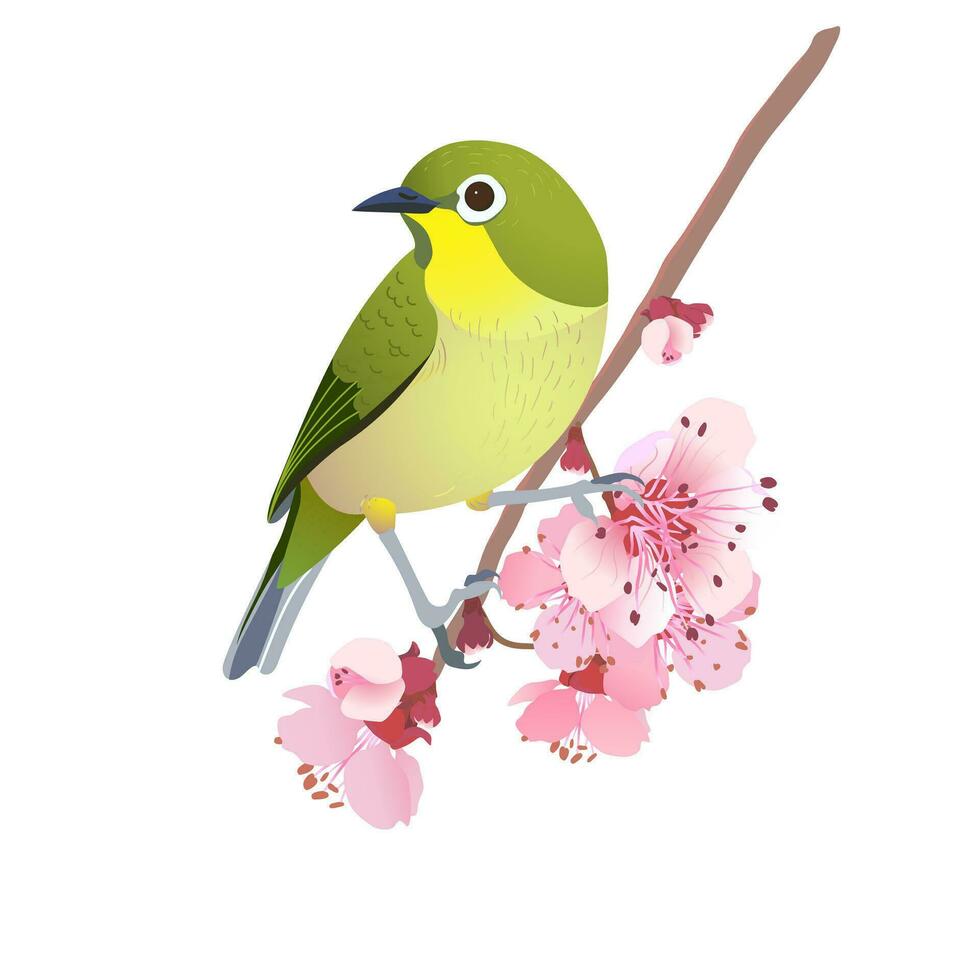 Japanese Nightingale on a branch of cherry blossoms. Hanami in Japan. Pink Sakura and Uguisu. Songbird symbol of spring and love isolated on a white background. Vector illustration.