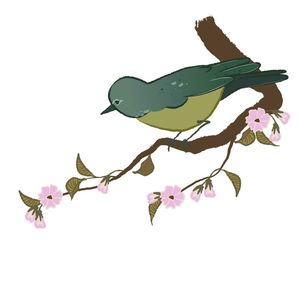 Illustration of Japanese Nightingale and Sakura branch isolated on white background. Vector graphic of birds and pink flower.