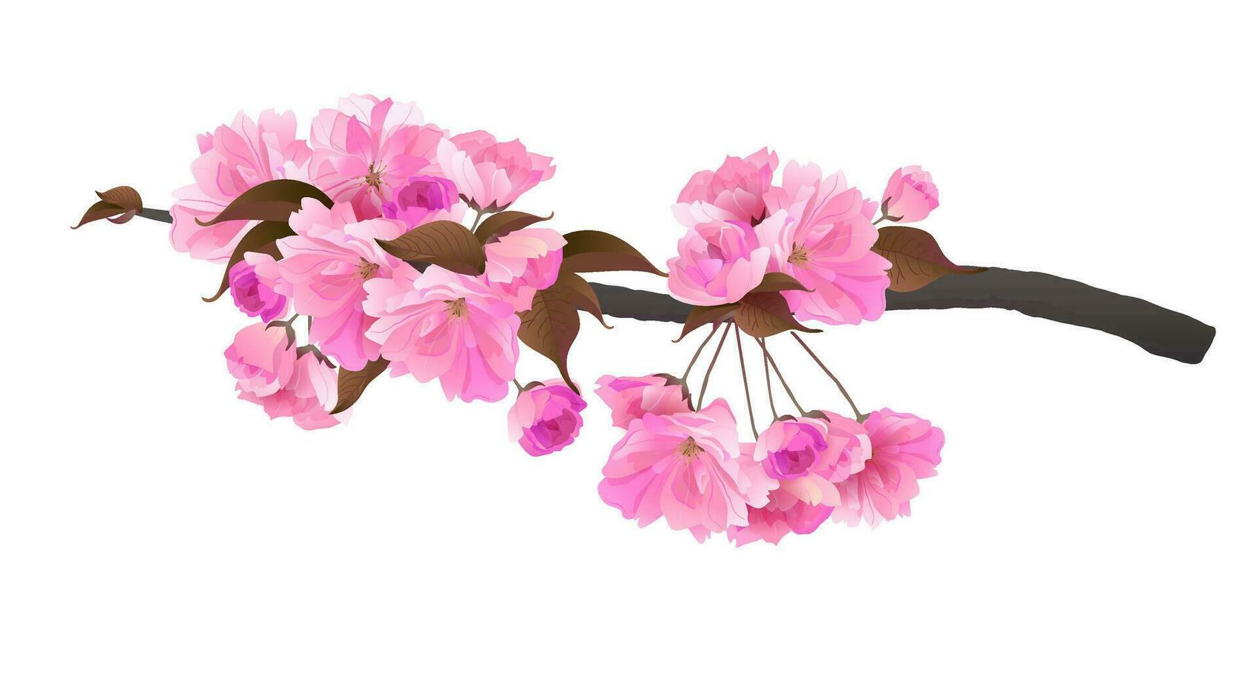 Sakura branch isolated on a white background. Realistic graphics of pink cherry blossoms. Vector illustration of beautiful flowers.