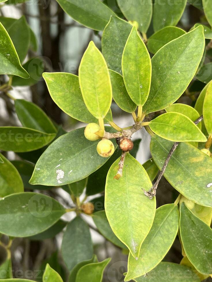 fresh green leaves of the Ficus annulata tree photo