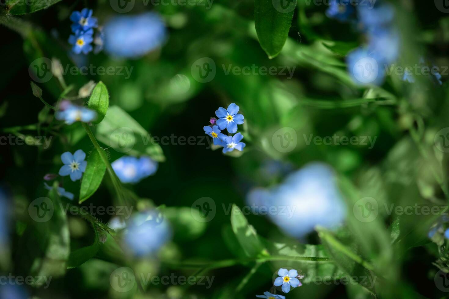 beautiful blue forget-me-not flowers. nature, summer, natural background photo