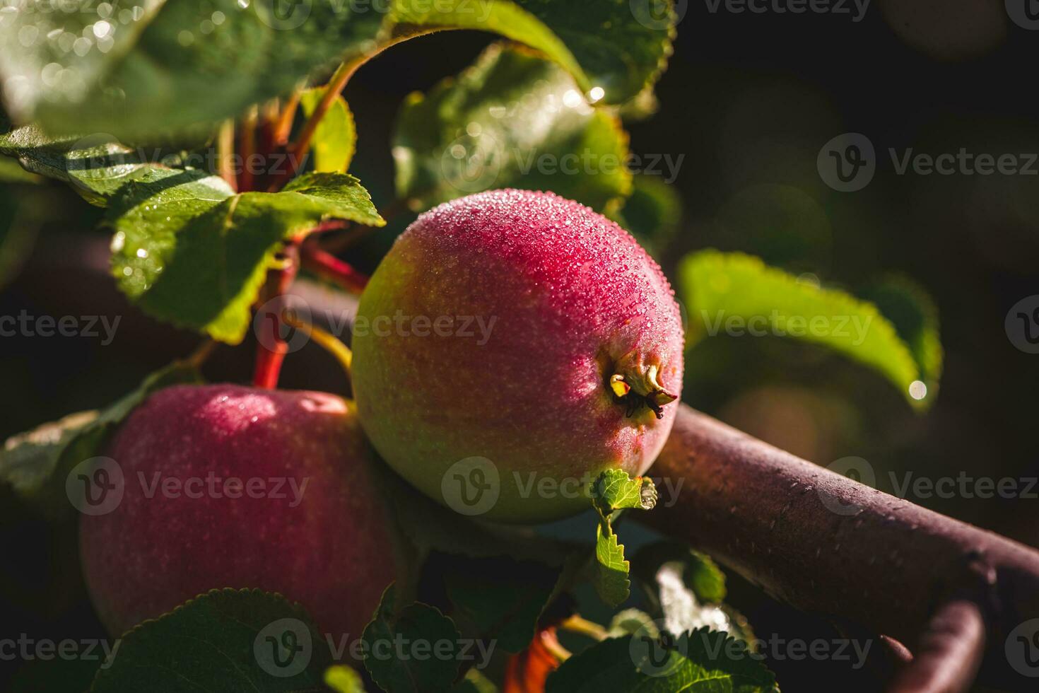 un jugoso maduro rosado manzana con Rocío gotas en el rayos de luz de sol foto