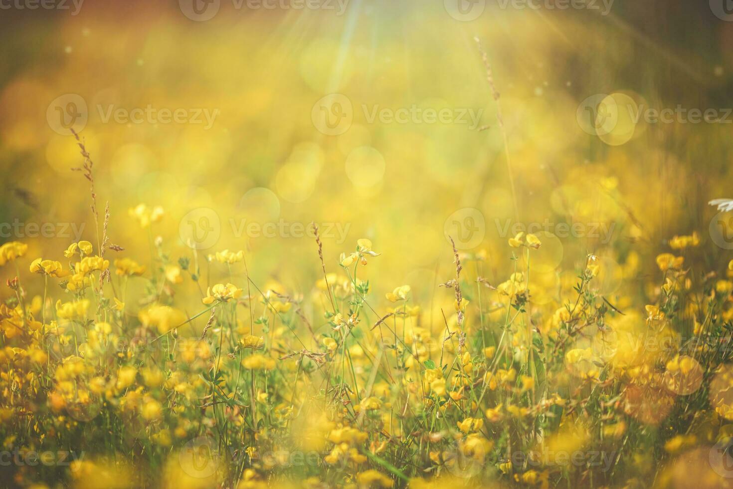 Natural floral background. Beautiful field of yellow wildflowers photo