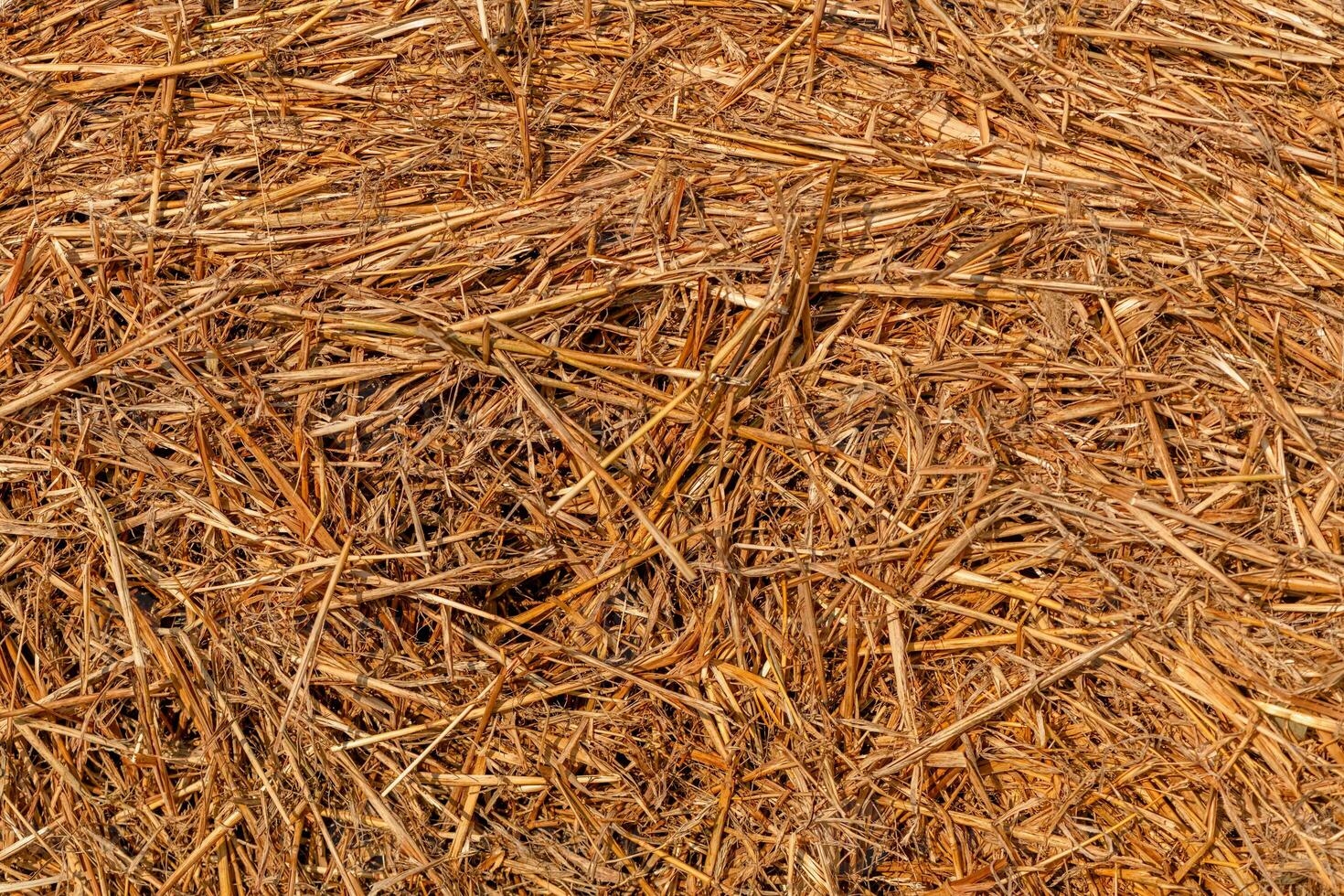 natural background, texture. mowed hay photo