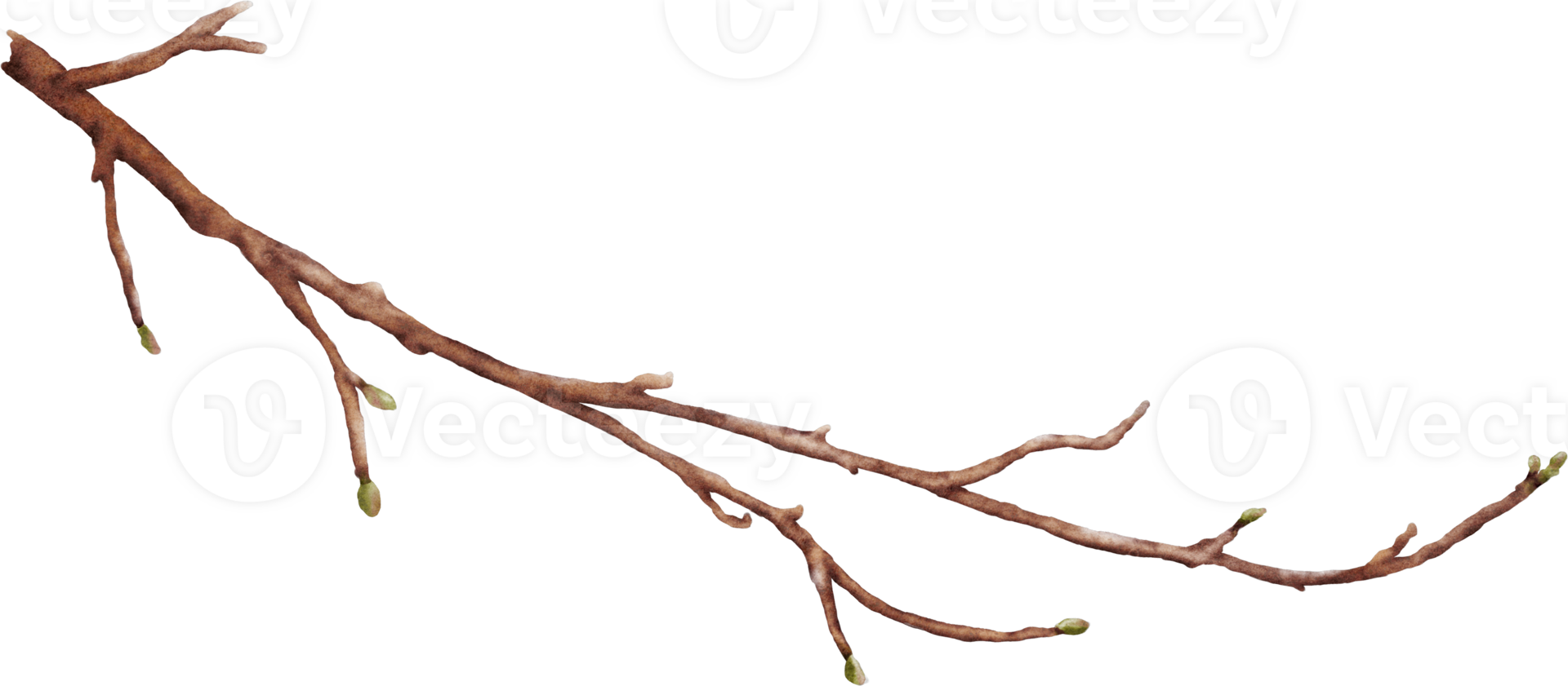 Watercolor cherry blossom stem element png
