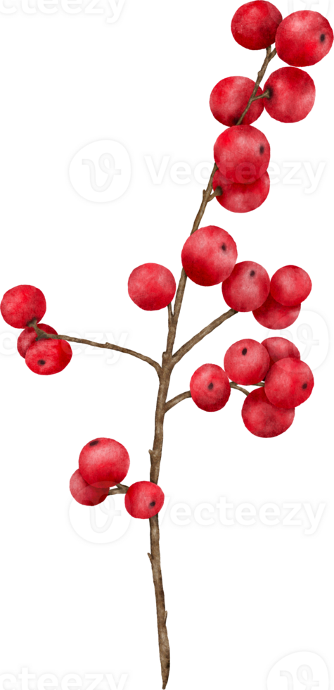 Red berries branches watercolor illustration png