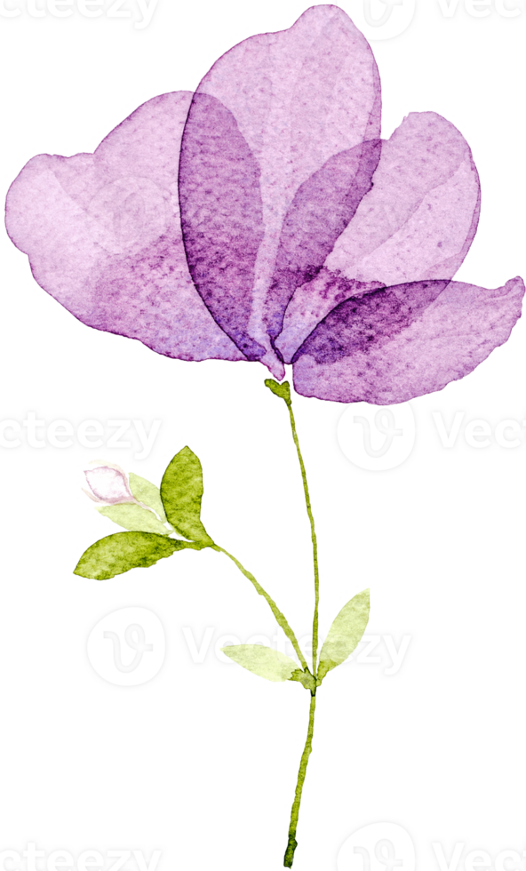 Purple Flower Watercolor png
