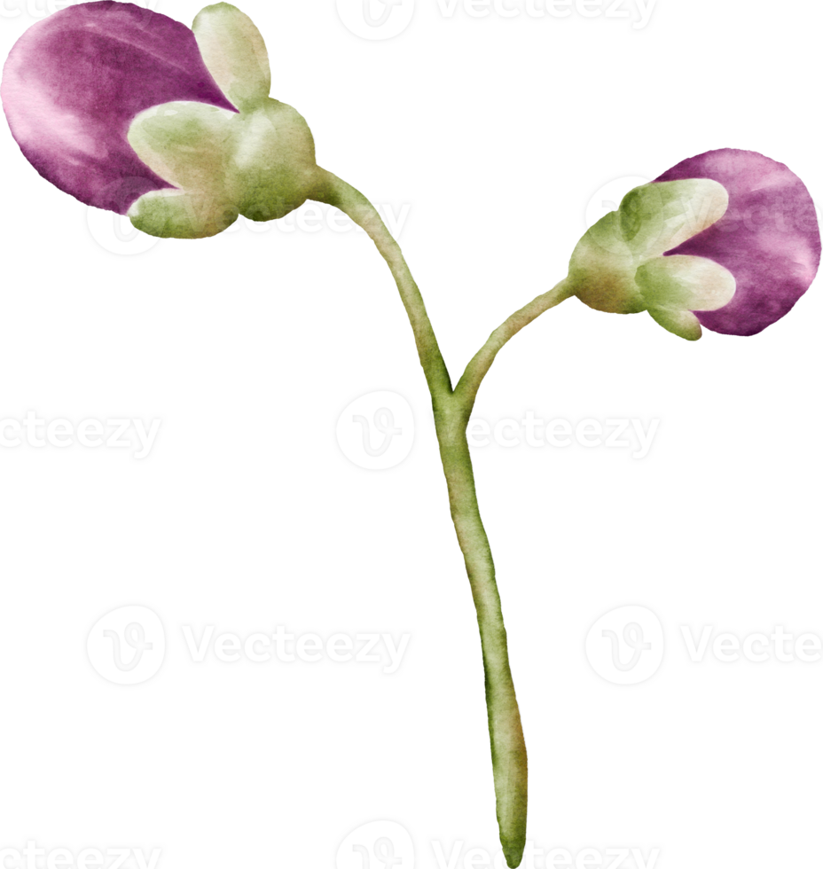 Watercolor flower buds of cherry blossoms element png