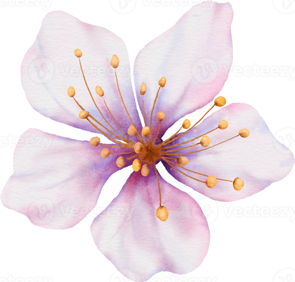 Watercolor pink cherry blossoms blooming element 29752410 PNG